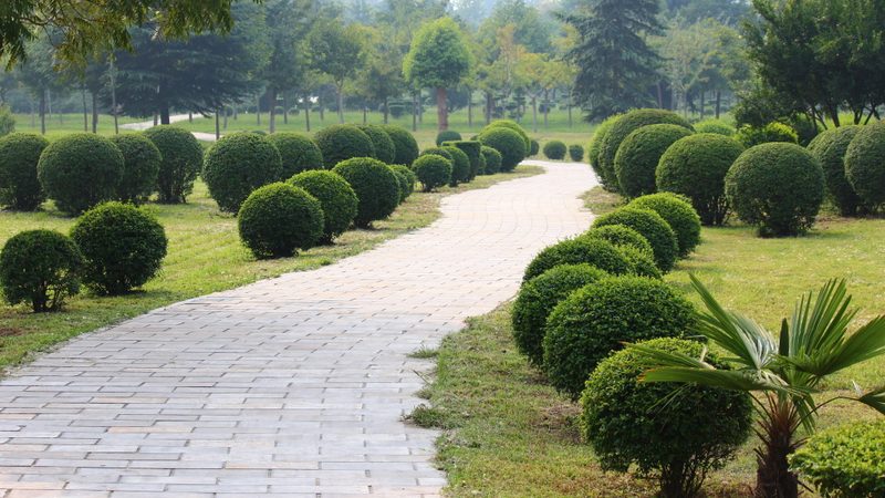 成都别墅户外绿植租赁：如何选择合适的绿植？**