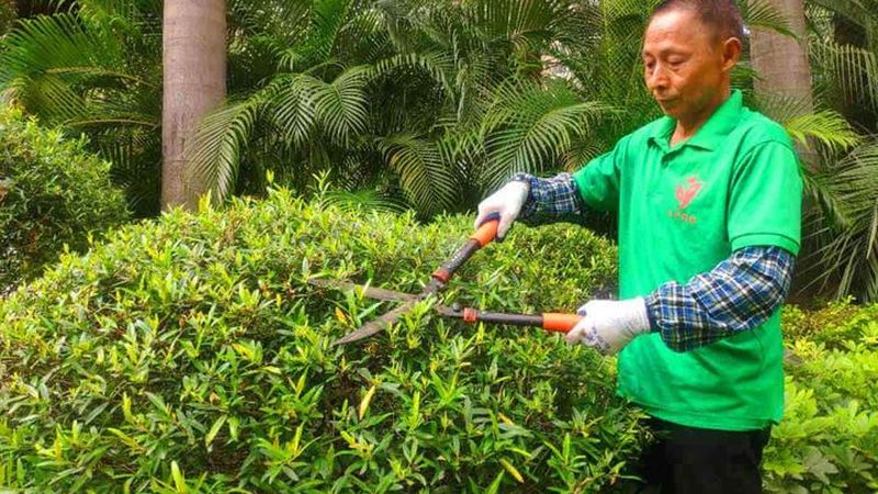 上海草坪养护：关键步骤与专业方法**