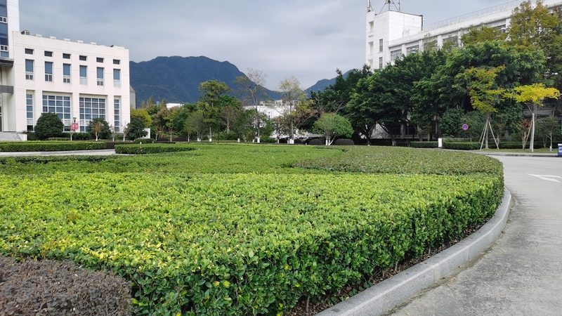 道路绿化苗木种植公司推荐