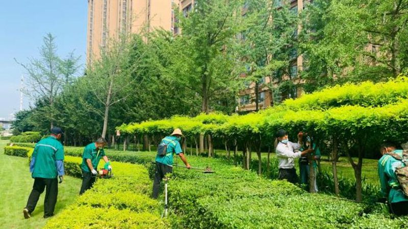 阳台垂直绿化植物组合推荐：打造绿色生态小空间